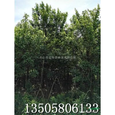 1-9公分全緣冬青 全緣冬青價(jià)格 舟山全緣冬青