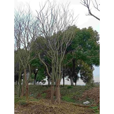 大規(guī)格櫸樹
