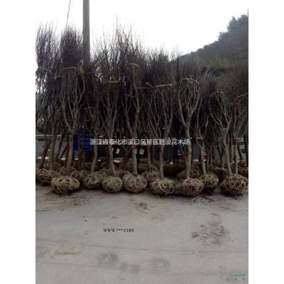 茶花行情報(bào)價(jià)\茶花圖片展示