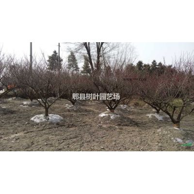 成都苗圃供應(yīng)精品叢生紫薇