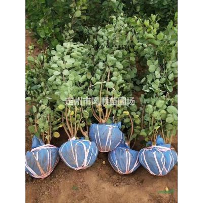 河北紅瑞木 紅瑞木價格 叢生紅瑞木