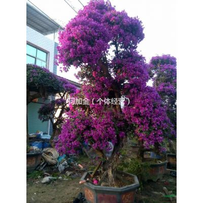 福建省漳州市，紅玉蘭，紫玉蘭，廣玉蘭基地