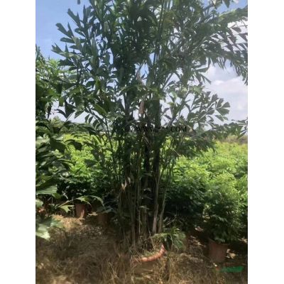 臺灣樹葡萄批發 如果需要采購臺灣嘉寶果的可以到我們基地