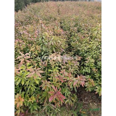 江西廣玉蘭小苗*新報價/廣玉蘭小苗圖片