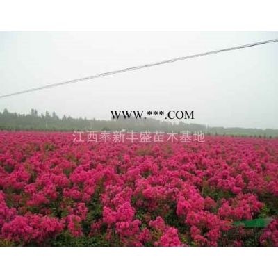 基地直銷(xiāo)15公分廣玉蘭價(jià)格多少錢(qián)一棵？12公分廣玉蘭市場(chǎng)行情