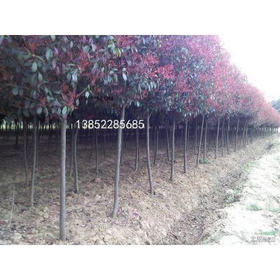 米徑8公分廣玉蘭種植基地