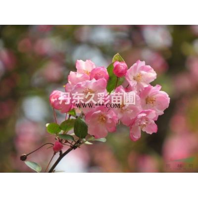 遼寧供應丹東檜柏球；丹東檜柏球*新報價；丹東檜柏球圖片；丹東