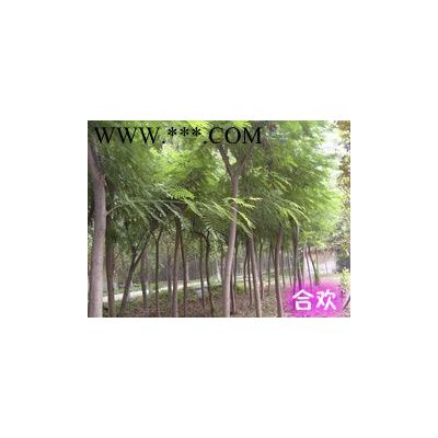 供應三角楓小苗。50萬棵。