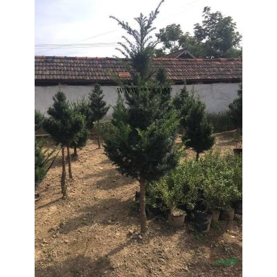 大量黃楊出售