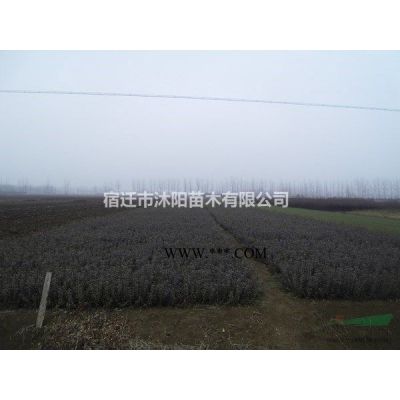 黑松價格_黑松圖片_黑松產(chǎn)地_黑松綠化苗木苗圃基地