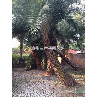 黃花風(fēng)鈴木 專業(yè)種植精品黃花風(fēng)鈴木 農(nóng)戶一手貨源