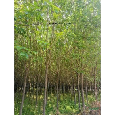 邳州銀杏 郯城銀杏 低價出售