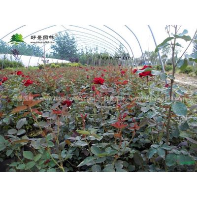 廣玉蘭價格_廣玉蘭圖片_廣玉蘭產(chǎn)地_廣玉蘭綠化苗木苗圃基地