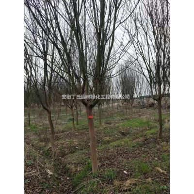 蜀檜（塔柏）滁州農戶基地直銷，蜀檜價格。