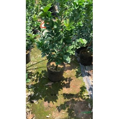 供應(yīng)各種規(guī)格廣玉蘭移栽廣玉蘭