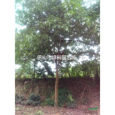 四川樂山供應(yīng)廣玉蘭米徑5～7CM