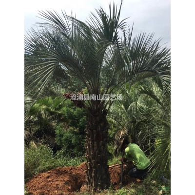 大小規(guī)格紅皮榕基地 福建無(wú)柄小葉榕 漳州紅皮榕價(jià)格