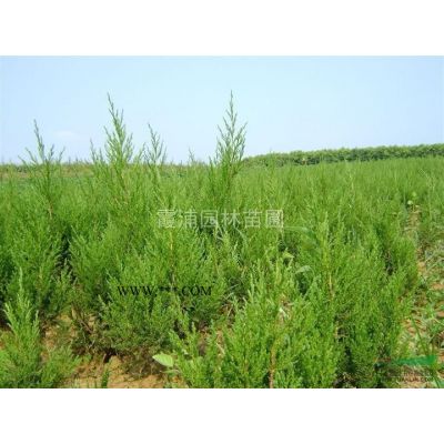 南京地區(qū)大量供應(yīng)20公分廣玉蘭  價(jià)格低