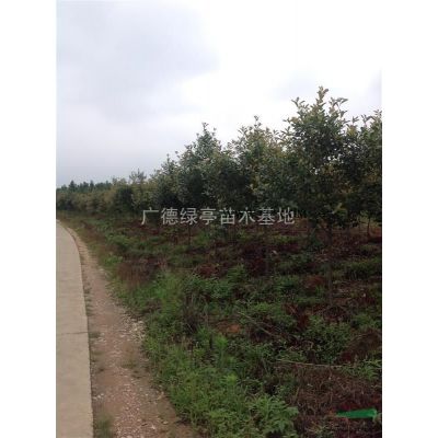 7公分到18公分廣玉蘭