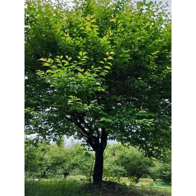 廣玉蘭（大量批發）