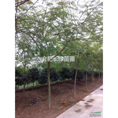 安徽地區(qū)大量供應(yīng)廣玉蘭，白玉蘭，紫玉蘭，烏桕，三角楓