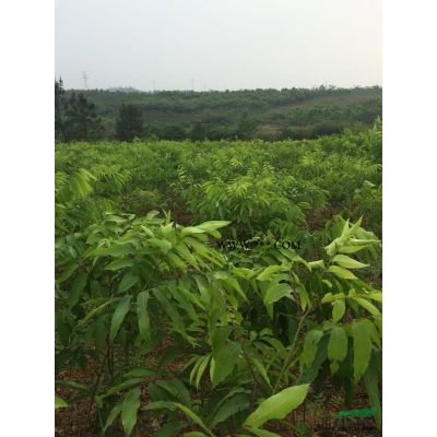 紅葉石楠小苗的價格 紅葉石楠多少錢一棵