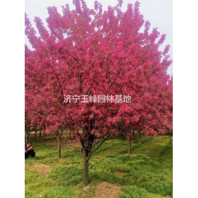 十公分絢麗海棠