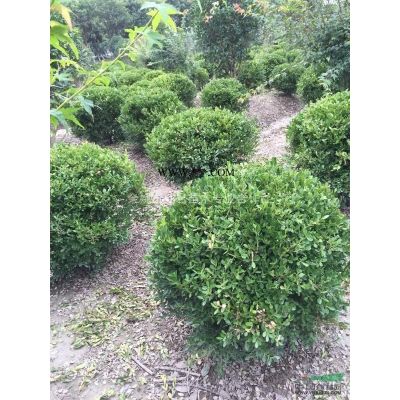 浙江櫻花的*佳種植時間和種植方法