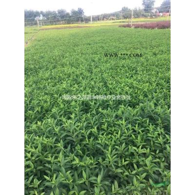 江蘇龍柏球，龍柏條