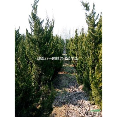 大小規(guī)格龍柏 龍柏價(jià)格 江蘇龍柏基地