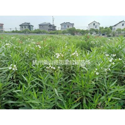 龍柏，龍柏供應(yīng)，蕭山苗木，2020年龍柏低價(jià)格