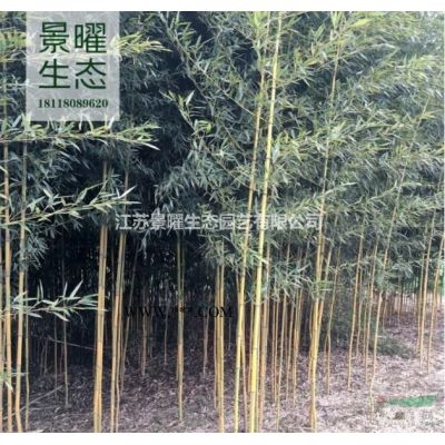 龍柏的產地在哪里/哪里便宜/江蘇景曜生態基地直銷批發價格圖片