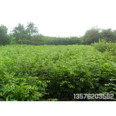 江西九江供應當年香泡小苗