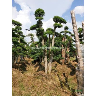 云南造型小葉女貞直銷什么價格？貴州造型羅漢松多少錢一棵？合肥造型紅花繼木多少錢一棵？