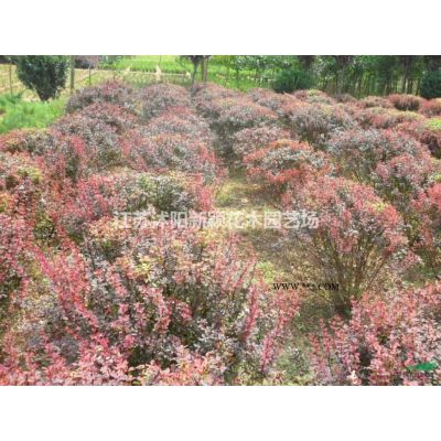 棕櫚，棕櫚樹綠化苗木