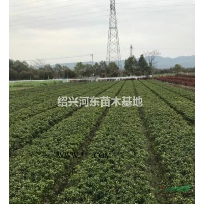 浙江嵊州樂昌含笑5-18公分 精品樂昌含笑 樂昌含笑報(bào)價(jià)