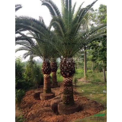 福建漳州棕櫚科研究基地 專業(yè)種植加拿利海棗