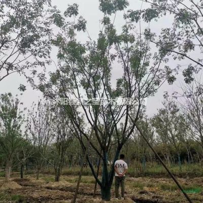 棕櫚樹批發--質優價廉