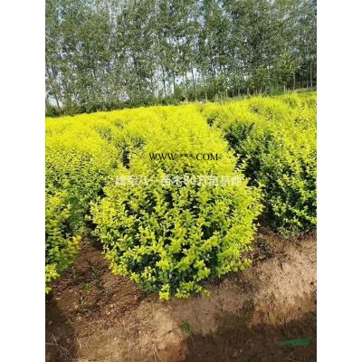 江蘇[產品]/江蘇紅葉石楠球 江蘇毛球 精品紅葉石楠球價格/報價