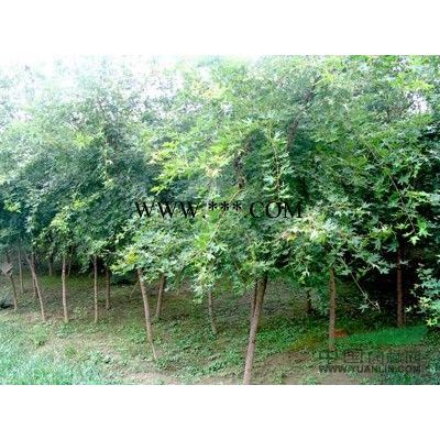 紅葉石楠 高桿紅葉石楠  紅葉石楠柱 江西高桿紅葉石楠價格