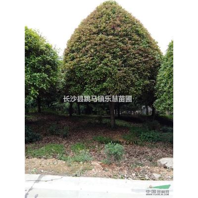 湖南紅葉石楠球 ，紅葉石楠小苗，高桿紅葉石楠