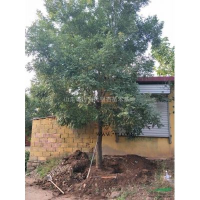 山東地區紅葉石楠便宜清地12公分650元上車