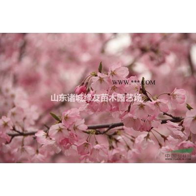 山東濰坊諸城青島日照北海道黃楊金邊黃楊紅葉石楠金葉女貞球