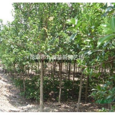 成都基地直銷的紅葉石楠物美價廉