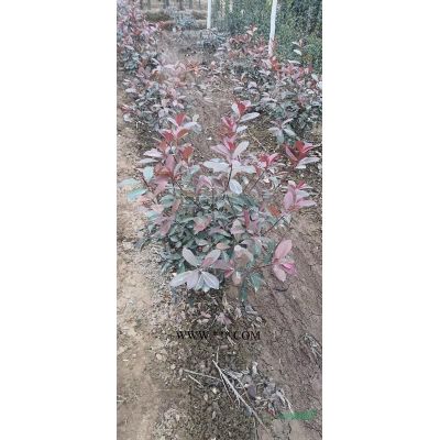 紅葉石楠毛球