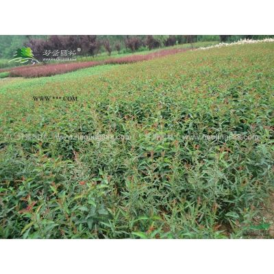 大龍柏價格_大龍柏圖片_大龍柏產(chǎn)地_大龍柏綠化苗木苗圃基地