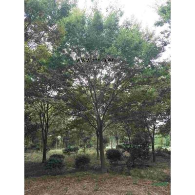 貨場有大量龍柏，價格*低價處理，有需要的趕緊聯系。