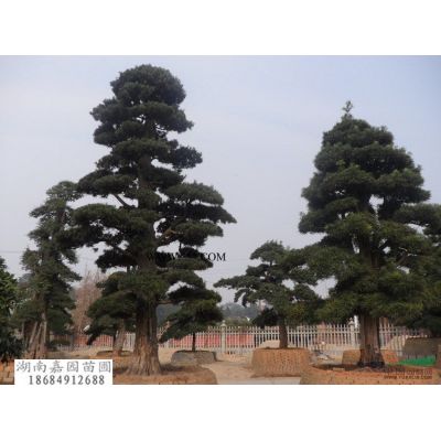 湖南長(zhǎng)沙羅漢松小苗價(jià)格表，羅漢松小苗