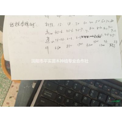 湖南龍柏價(jià)格,湖南龍柏小苗價(jià)格