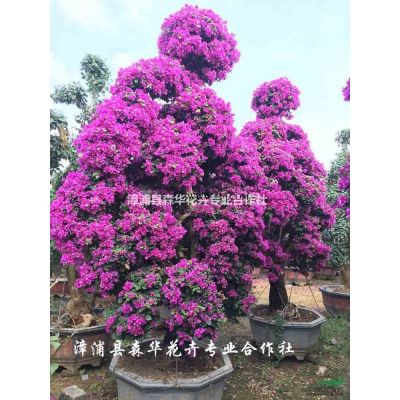 精品香泡袋苗地徑10-20公分